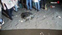 60 yaşındaki deniz kaplumbağaları Mersin'de yeniden denizle buluştu