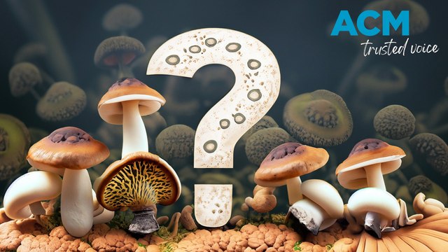 Fancy some fungi? Here are some safe-to-eat mushrooms