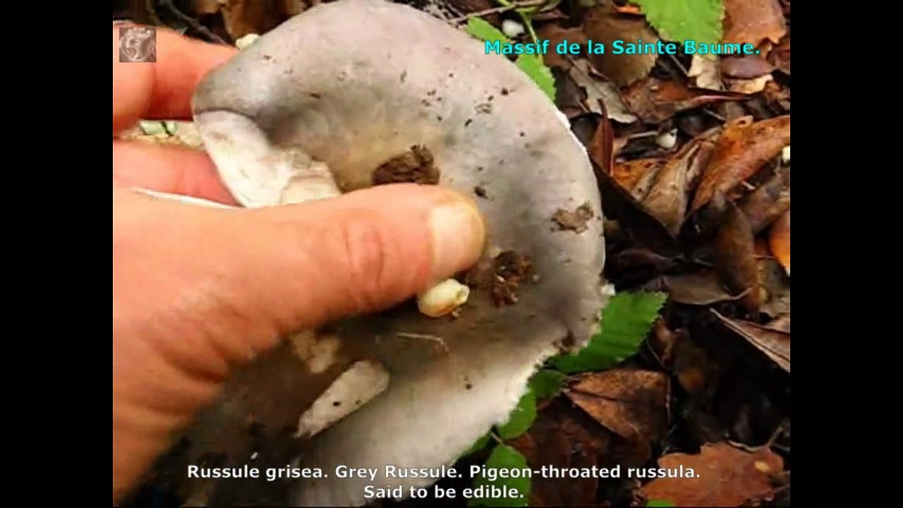 Russula grisea. Champimaginatis. English Text