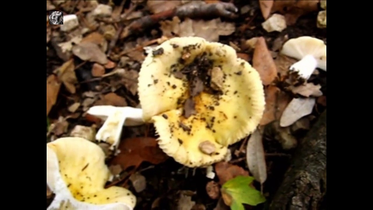 Russula fellea. Champimaginatis. English Text