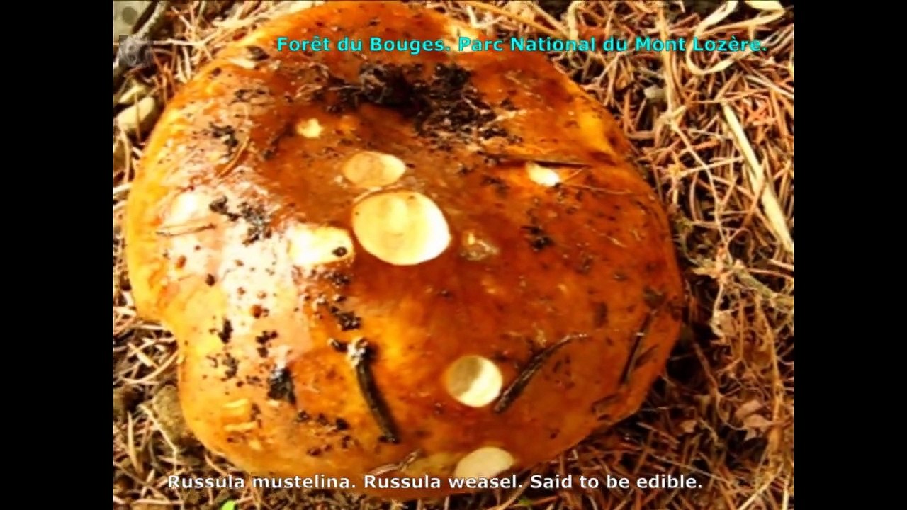 Russula mustelina. Champimaginatis. English Text
