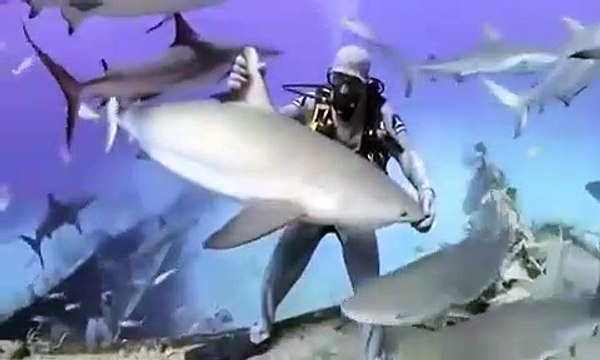 Ce plongeur fait tenir un requin à la verticale sur sa main