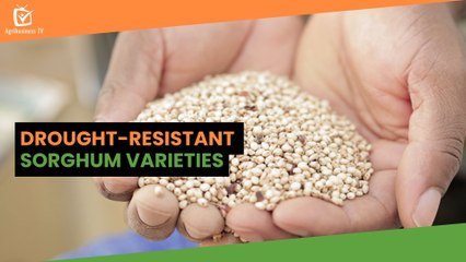 Burkina Faso: Drought-resistant sorghum varieties