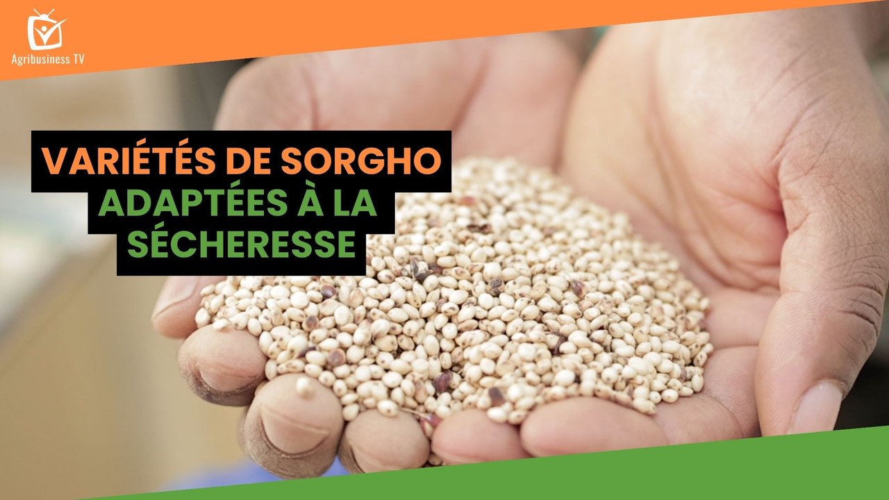 Burkina Faso : Variétés de sorgho adaptées à la sécheresse