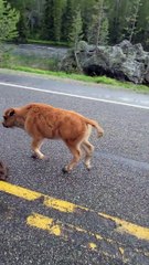 Yellowstone Bison escorté par la police