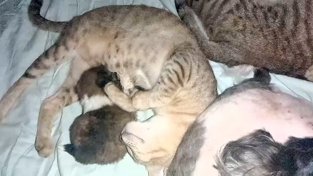 Maman chat fait des câlins avec un chiot orphelin