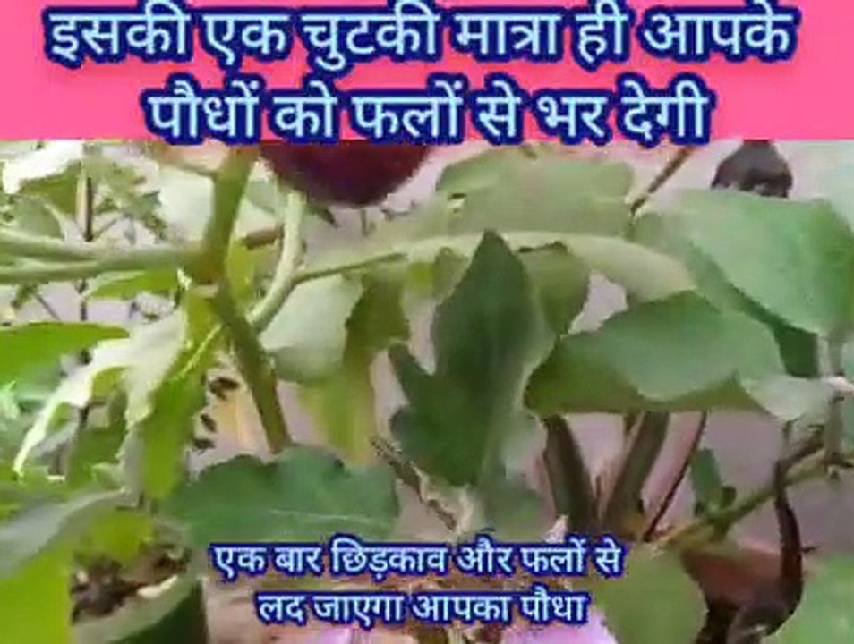 एक बार छिड़काव और फलों से लड़ जाएगा आपका पौधा