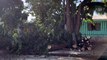 Bombeiros cortam galhos de árvore no Brasmadeira