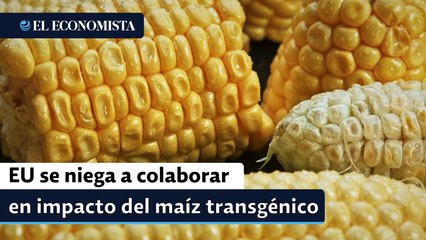 EU se niega a colaborar en impacto del maíz transgénico