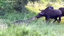 Terrible ! Evil Crocodile Suddenly Rushed To Bite The Poor Buffalo's Jaw Off , Can He Survive