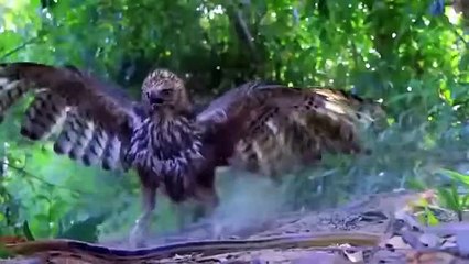 Snake's Unfortunate Ending Trying to Steal Eagle's Eggs  Eagle's Horror Revenge   Animals Words