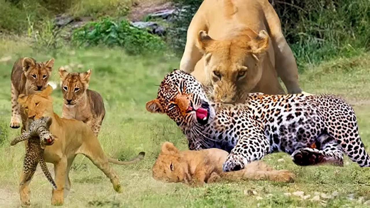 Terrible! Anger Leopard Kills  A Lion Revenge For Being Eaten By A Lion.Leopard Vs Lion