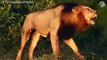 The Final Battle & The Tragic Roar Of The Alpha Blind Lion   30 Moments Pitiful Big Cat Injured!