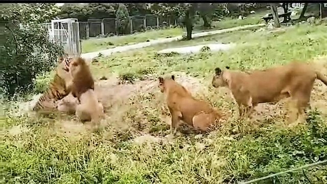 Tiger vs Lion...Tiger Fights And Kills 2 Lions To Prove Who Is The King...Latest Lion Vs Tiger