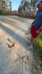 Serpent des blés du nord de la Floride