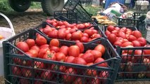 Récolte de tomates sous une chaleur torride
