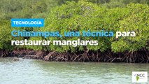 Chinampas, una técnica para restaurar manglares