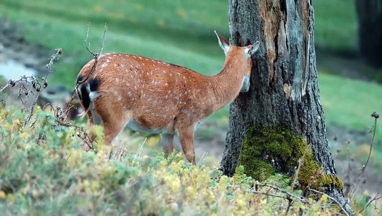 wildlife-nature-free-nature-animals-videos-royalty-free-nature-videos