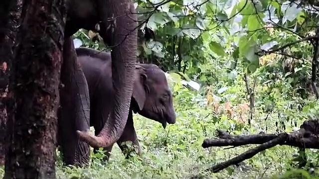 வால்பாறை அருகே தும்பிக்கை இல்லாத நிலையிலும் நம்பிக்கையுடன் வாழ்க்கைக்காக போராடும் யானை!!