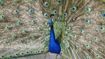 Peacock  Beautiful Dancing Video ll Fancy Peacock  Dance Video ll