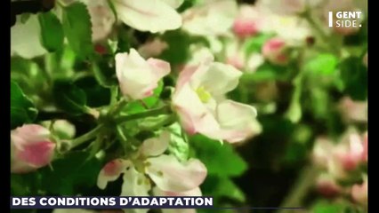 Face au réchauffement climatique et aux conséquences sur les récoltes, une plante donne espoir.