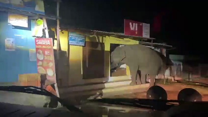 ஊருக்குள் புகுந்து கடையில் இருந்த வாழைத்தாரை தூக்கிக்கொண்டு ஓட்டம் பிடித்த காட்டு யானை