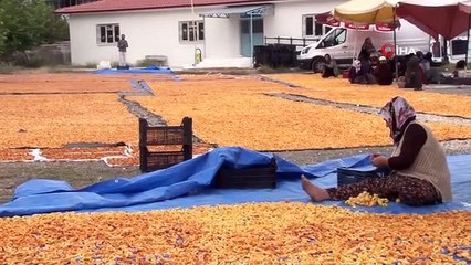 Yaz meyvesi 'kayısı' hasat sonrası kurutulup kışa hazırlanıyor