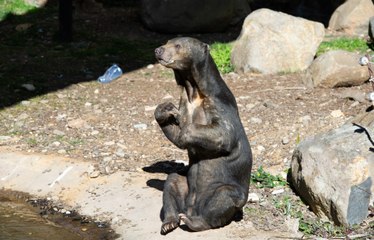Sun Bears at National Zoo and Aquarium
