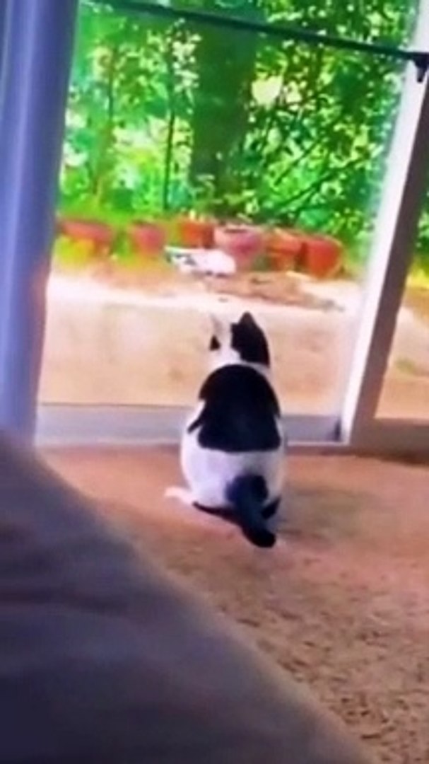 cute animals #shorts