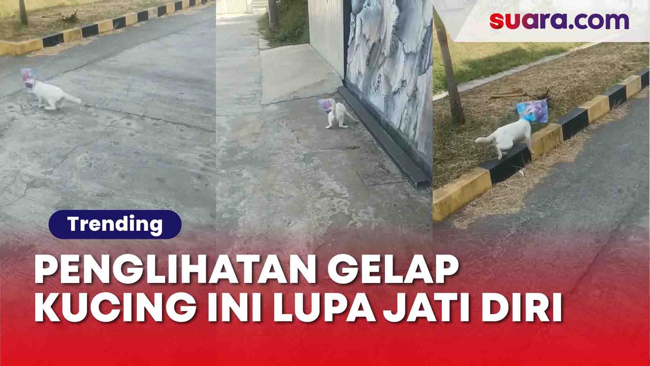 Gemas! Pria Selamatkan Kucing yang Kepalanya ke...