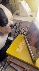 Boston Terrier Cries While Looking at Photo of Lost Loved One