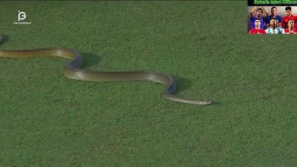 Big Snake Joins Lanka Premier League Match ( Unexpected Visitor )