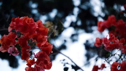 Aromata y su terraza de verano
