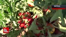 Batman’da ilk defa ekilen kurutmalık domates 100'e yakın ülkeye ihraç ediliyor