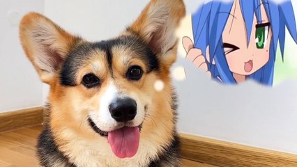 Funny cats & funny dogs videos - Dog Reacts Compilation