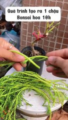 TikTok · ℂ--̂ ---------- ℕ----̂-- 95(MP4)