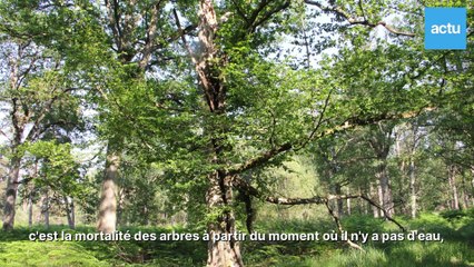 Yvelines  comment les arbres vont s'adapter au changement climatique
