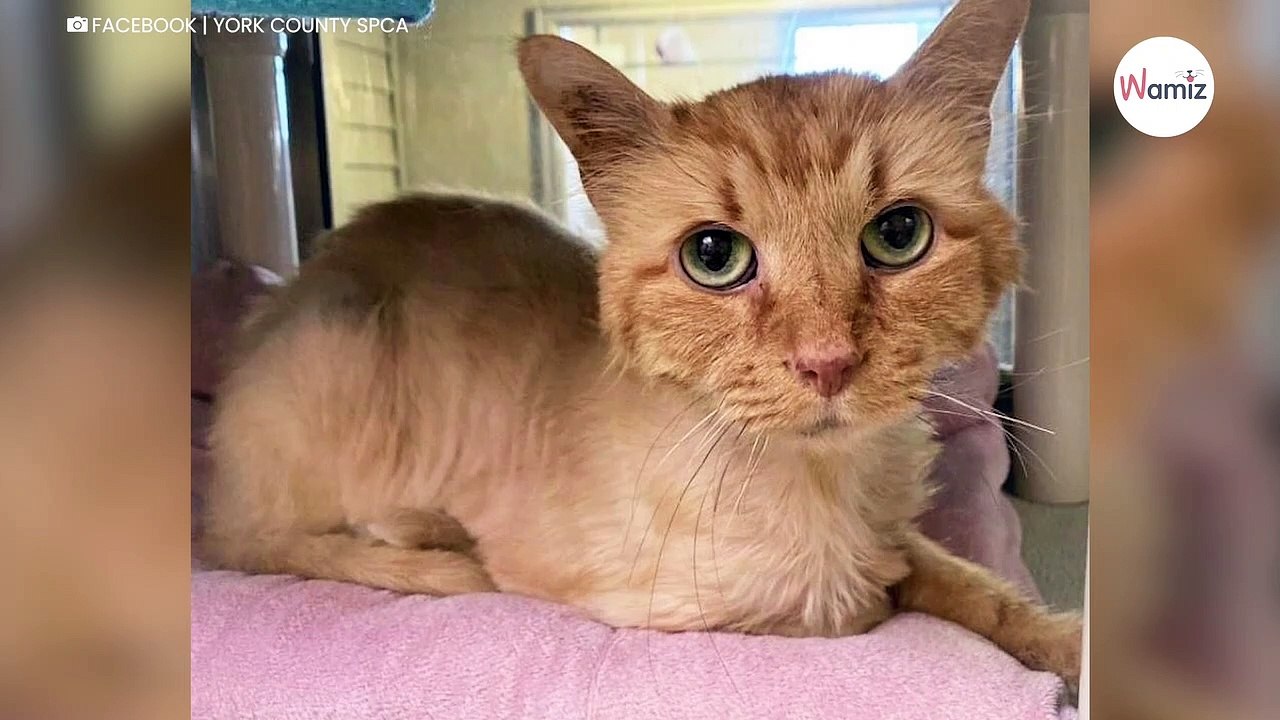 Streunerkatze mit stark verfilztem Fell gefunden: Einige Monate später ist sie nicht wiederzuerkennen