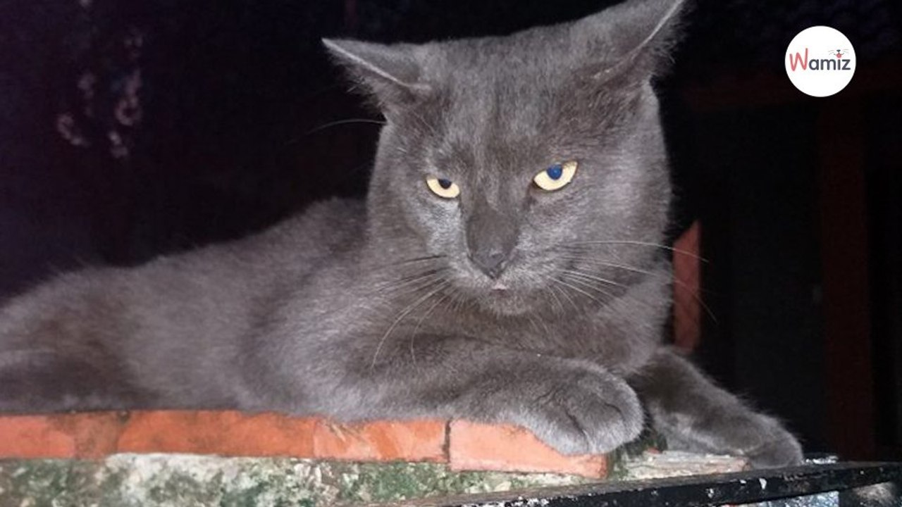 Jetzt ist es raus: Katze führt ein Doppelleben (Video)