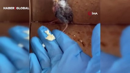 Minik serçe yavrusu şefkatli ellerde