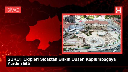 SUKUT Ekipleri Sıcaktan Bitkin Düşen Kaplumbağaya Yardım Etti