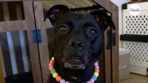 „Du bist adoptiert!”: Hund erfährt die Wahrheit und macht alle sprachlos