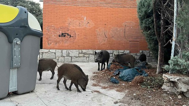 Jabalíes en la urbanización La Berzosa, en Hoyo de Manzanares (Madrid)