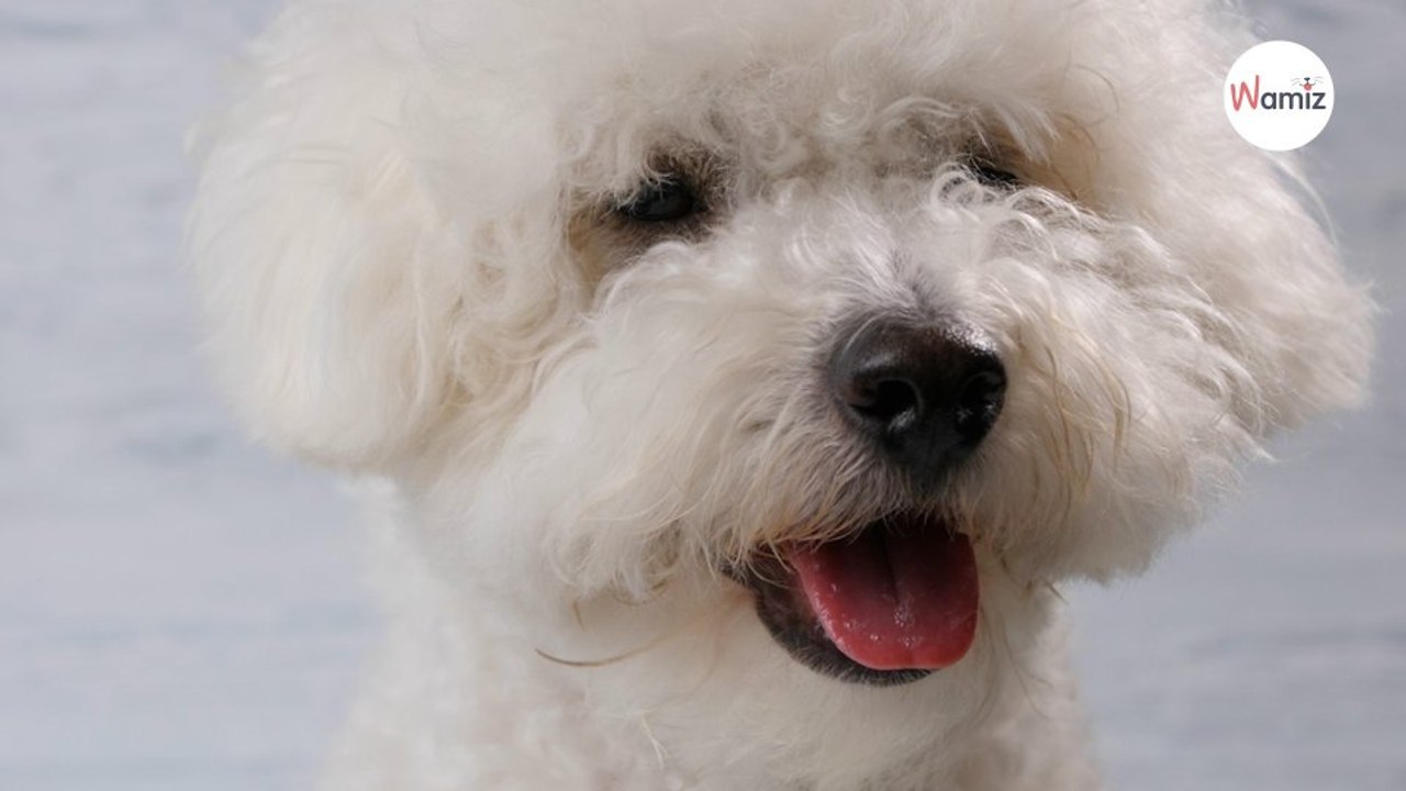 Verstörender Vorfall im Tierheim nur einen Tag nach Welpenshow
