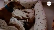 Das passiert, wenn man einem Galgo das Leben rettet: Dieses Video bewegt das ganze Netz