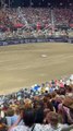 Matador Injured by Bull at Rodeo