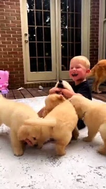 Dog with children play