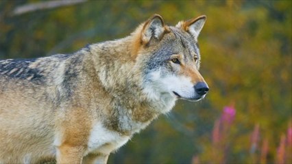 Download Video: Kind soll Wolf in Ungarn erschossen haben