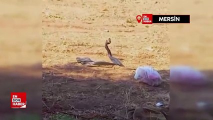 Yılanların dansı kameralara yansıdı