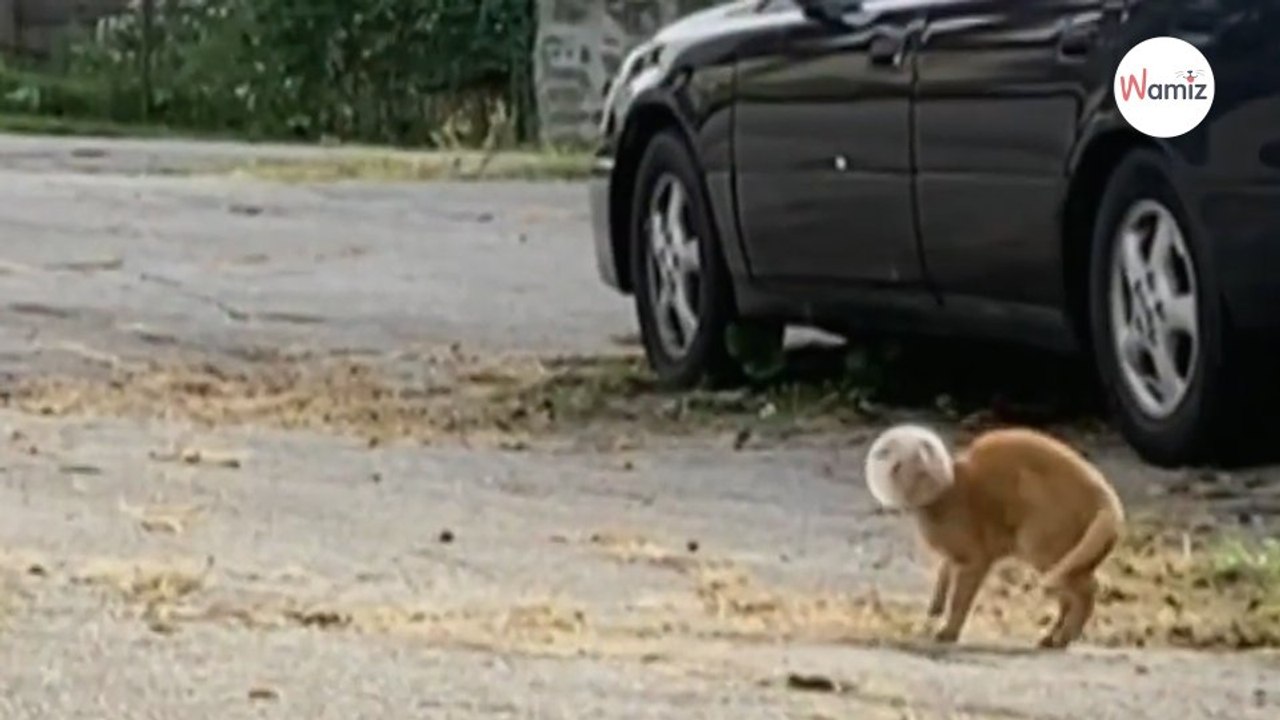 Tierschützer sprachlos, als sie erkennen, was sich neben dem Auto bewegt (Video)